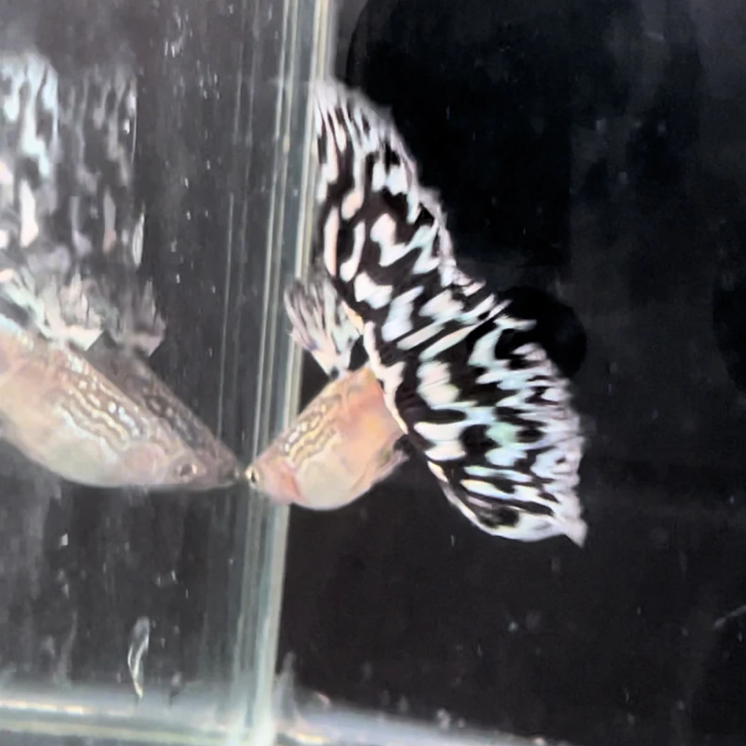 孔雀鱼精品古码白三角大尾热带鱼观赏鱼（路途开箱视频报损）