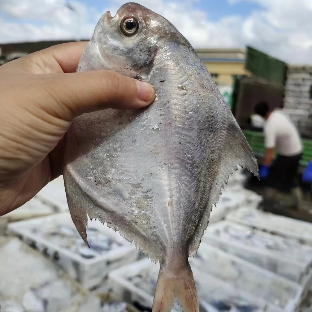 东海舟山野生银鲳白鲳 一斤5条规格  4斤装  顺丰发货