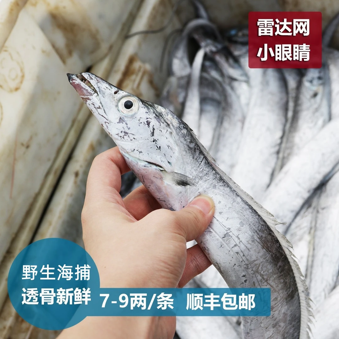 东海舟山渔场雷达网小眼睛油带鱼 7-9两/条   顺丰冷链发货