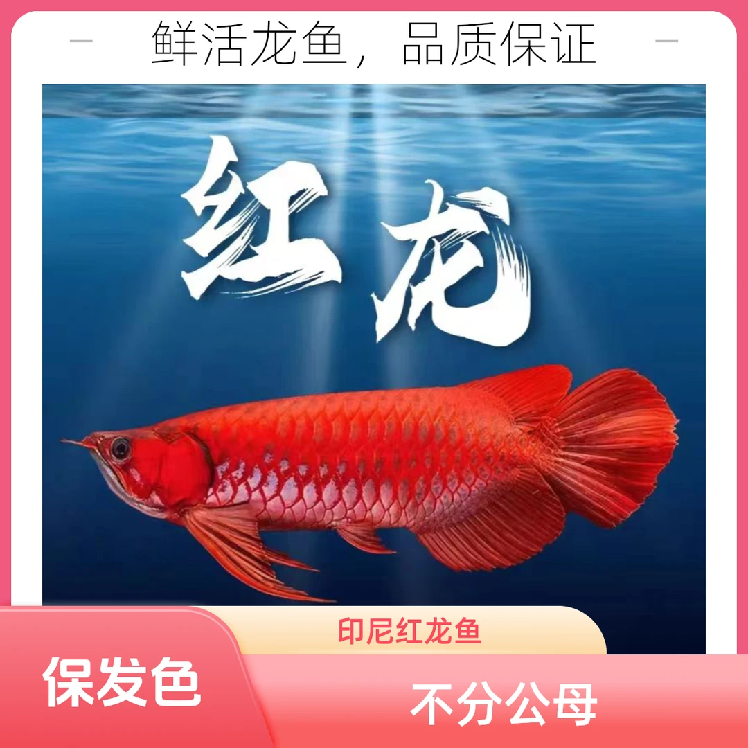 【1条】精品印尼纯血红龙观赏鱼保发色假一赔十