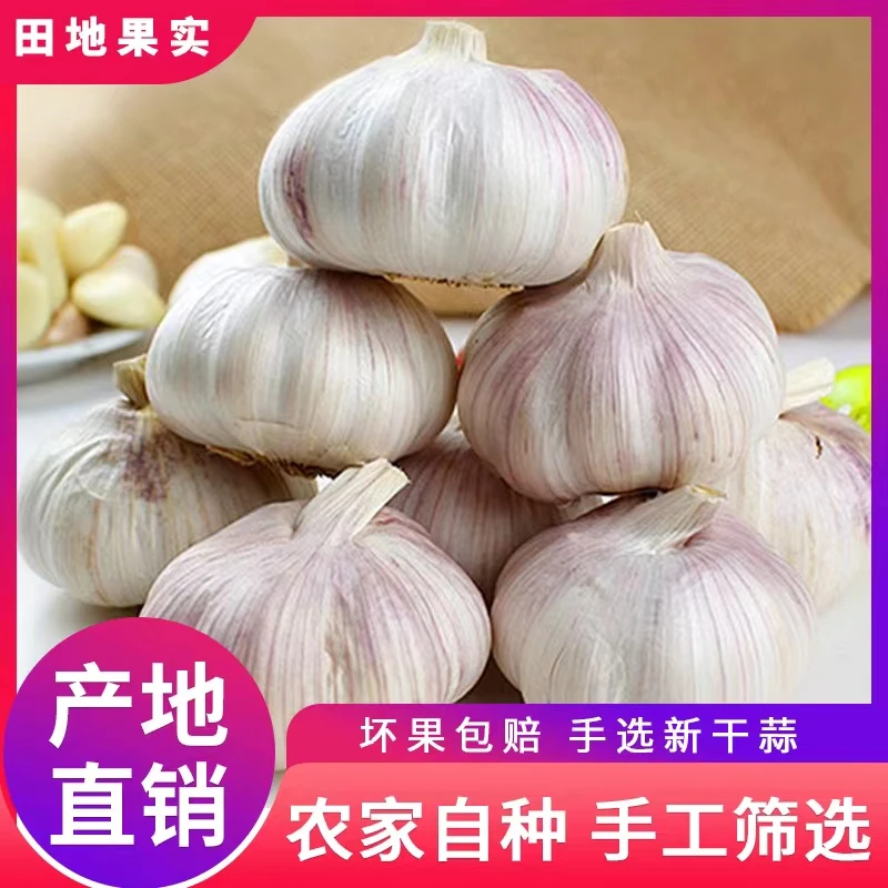 【农家新干蒜】5斤可种可腌大蒜头新干紫白皮河南自种大蒜3斤9斤