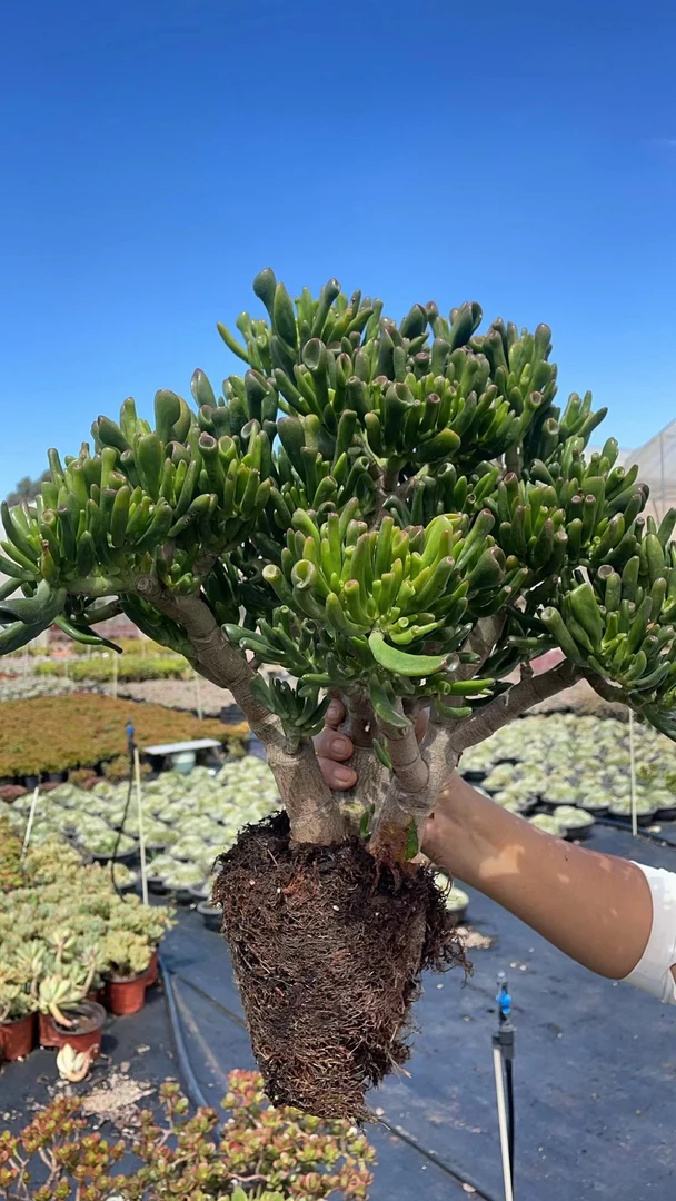 地栽吸财树  好看好养 云南昆明发货  多肉绿植