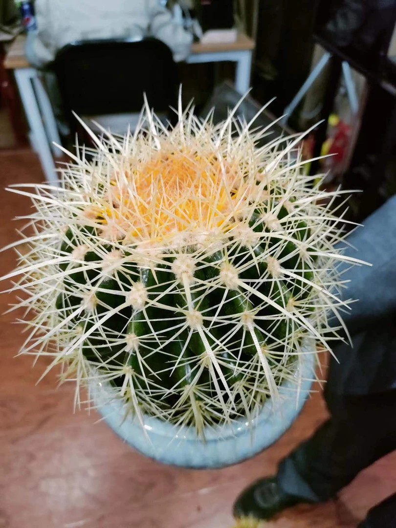 金虎18-20公分（含刺） 新手必拍 好看好养 云南昆明发货  多肉绿植