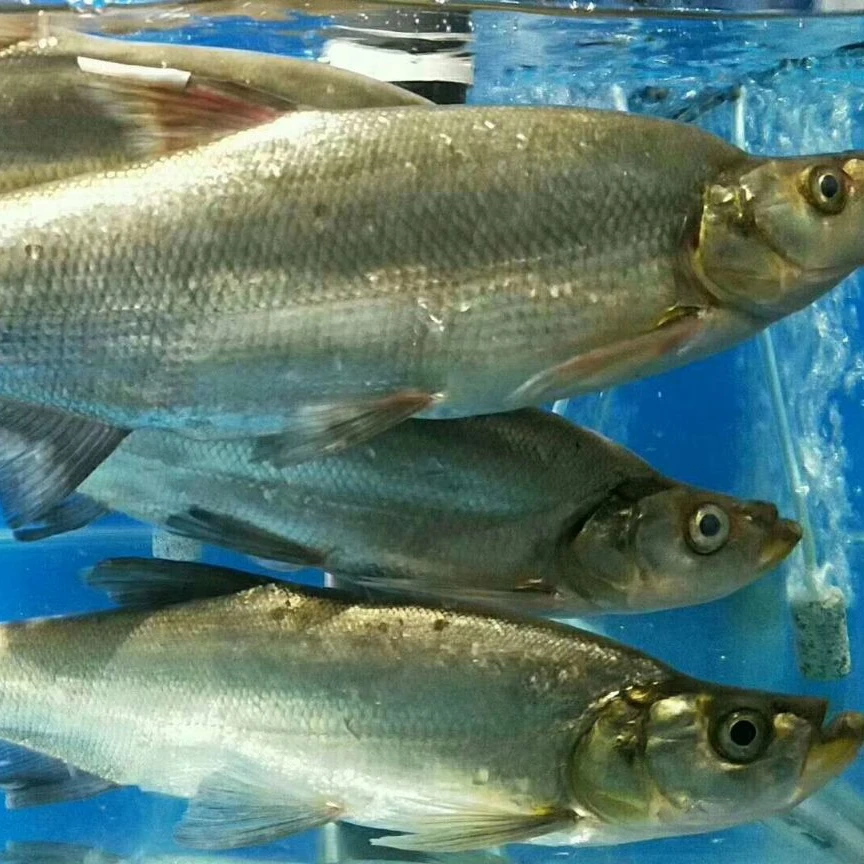 瓢舀鱼 兴凯湖大白鱼  黑龙江名鱼  活鱼宰杀 真空锁鲜 顺丰冷链