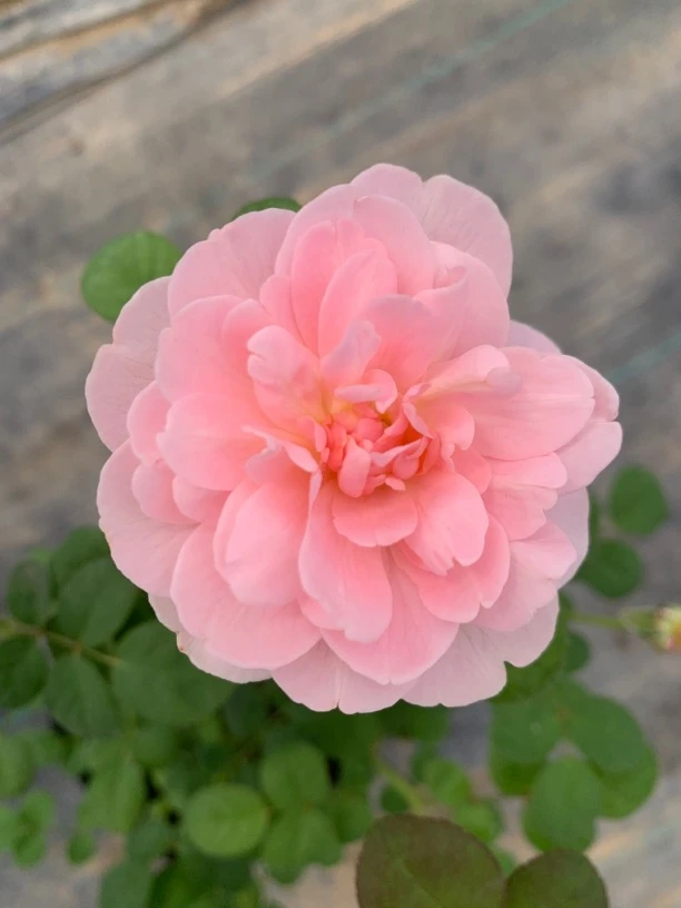 女王小苗中苗原盆原土发货