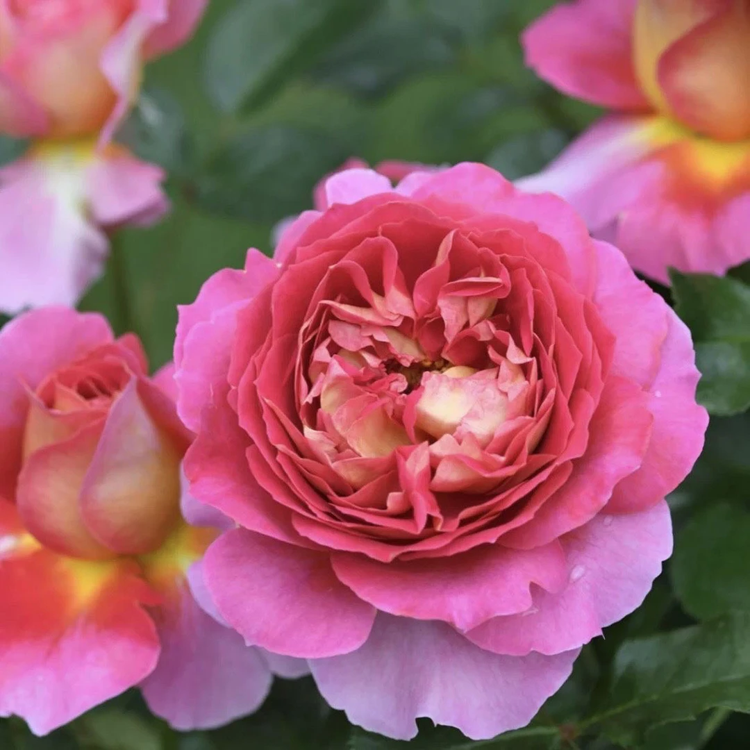 超新品巴黎精神月季阳台玫瑰大花浓香勤花月季中苗