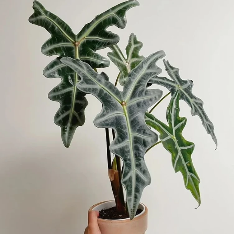 诺比鱼骨海芋进口稀有北欧室内观叶植物热带绿植盆栽好养