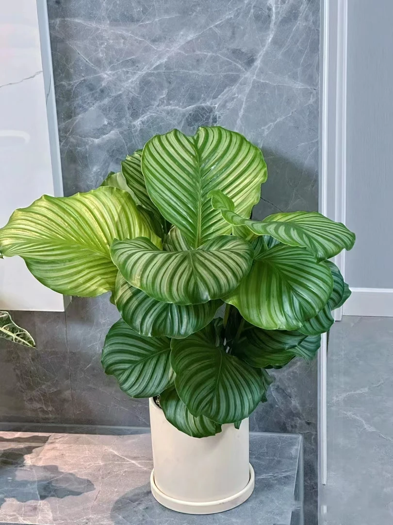 青苹果竹芋办公客厅室内喜阴植物梦幻之星竹芋盆栽花叶室内绿植