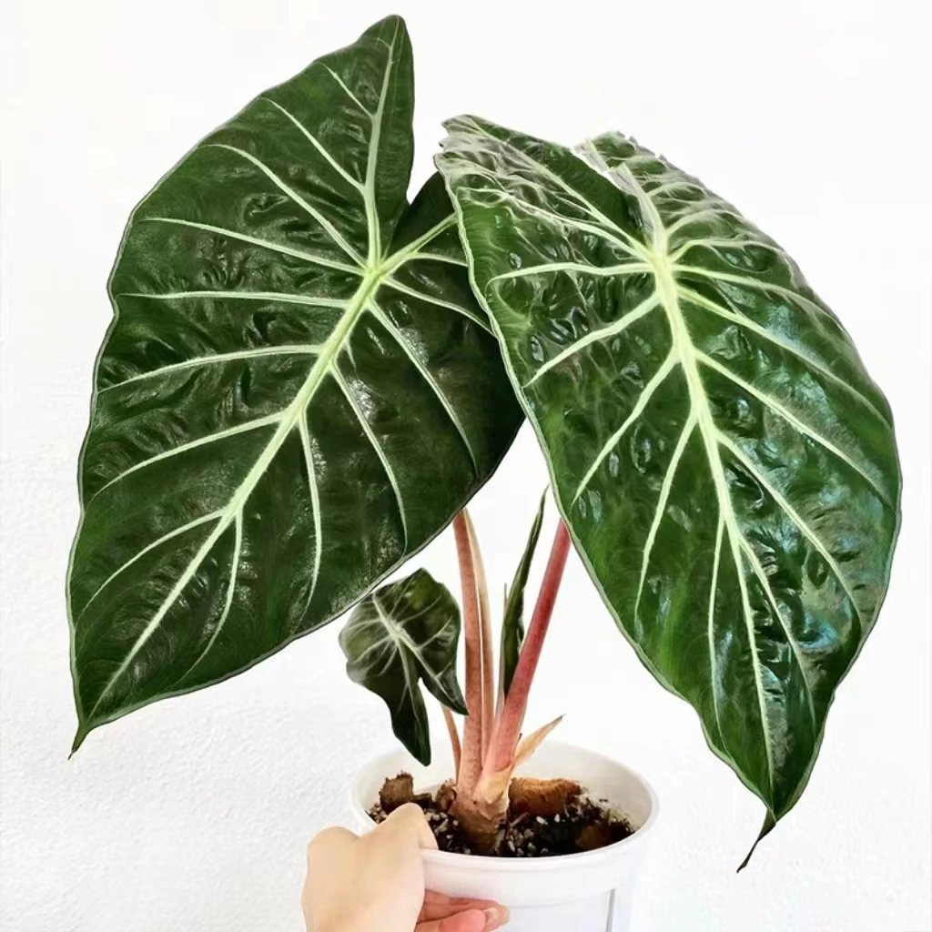 青城初见粉龙海芋进口稀有北欧室内观叶植物热带绿植盆栽