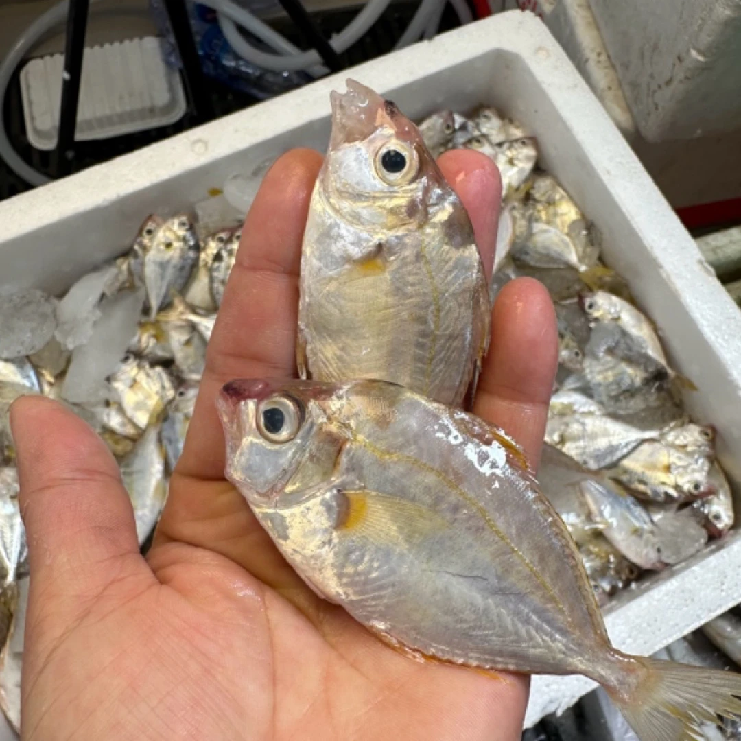 阳江网捕油立鱼叶子海鱼鱼煲汤新鲜海鲜顺丰