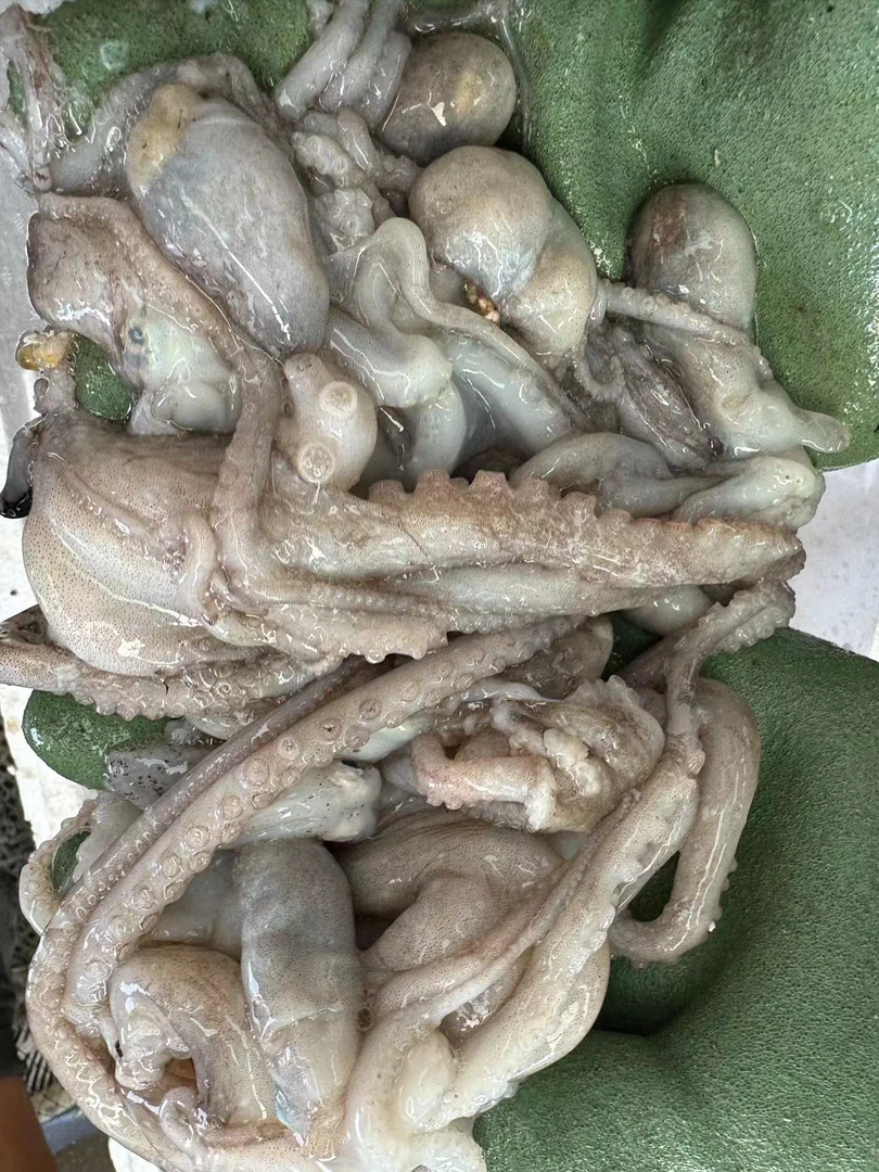 【冻品】长腿八爪鱼-3斤顺丰包邮