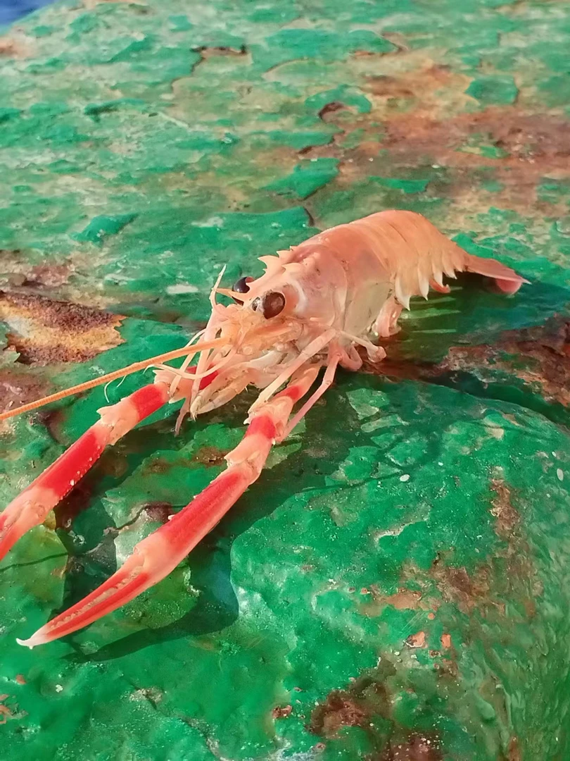 东海船冻大号鳌虾一斤20-25只