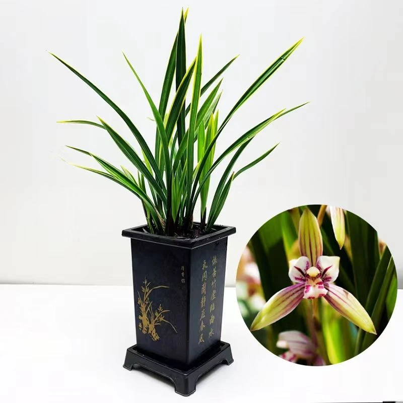 【红香妃】建兰浓香型阳台客厅好养活易活绿植花卉
