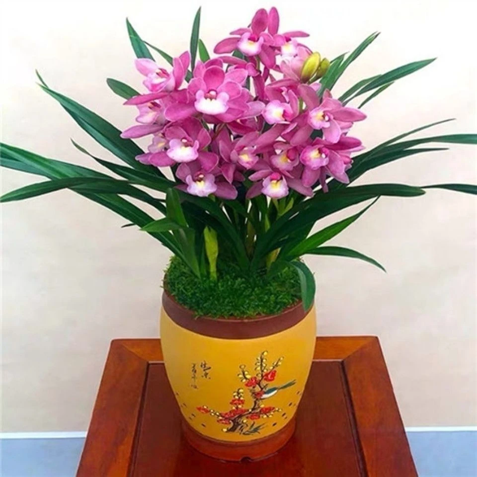 【浪漫樱花】建兰浓香型阳台客厅好养活绿植花卉送礼佳品