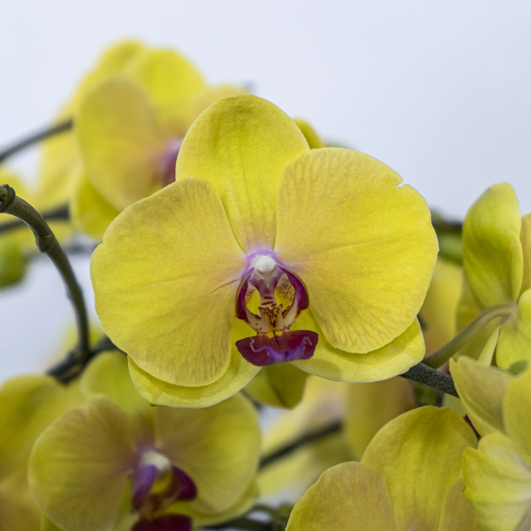 金龙献瑞【蝴蝶兰-越南王子】趣味美观客厅前台办公室蝴蝶兰盆栽