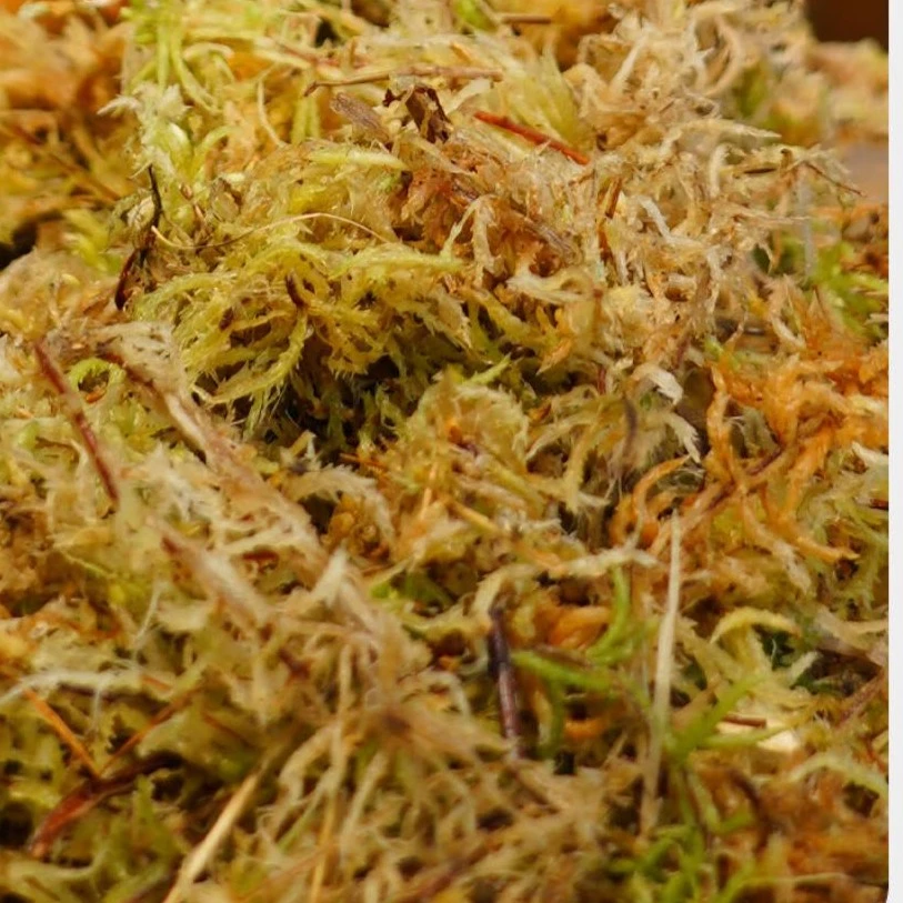 成进祥精选-园艺蝴蝶兰石斛微景观适用营养土蓬松保湿透气干水苔