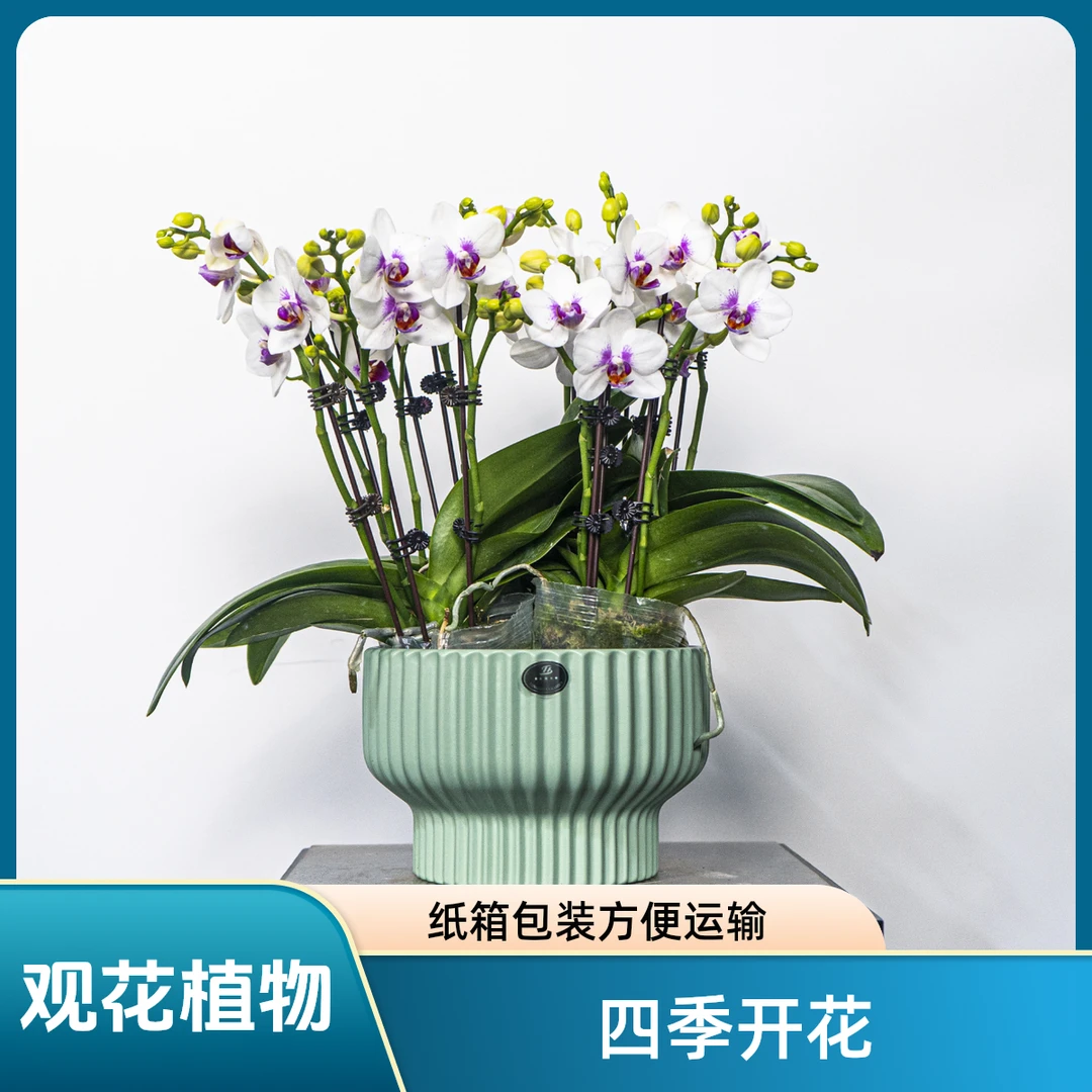 成进祥精选【欧品蝴蝶兰 - 钢琴师】鲜花绿植蝴蝶兰家居办公室前台