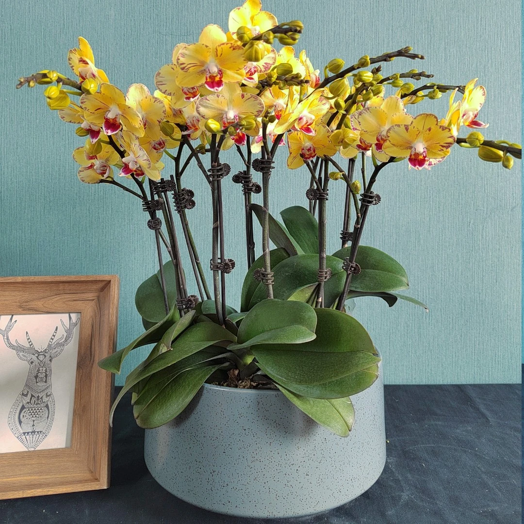 龙年大吉【蝴蝶兰-金凤凰】 趣味美观客厅前台办公室蝴蝶兰盆栽