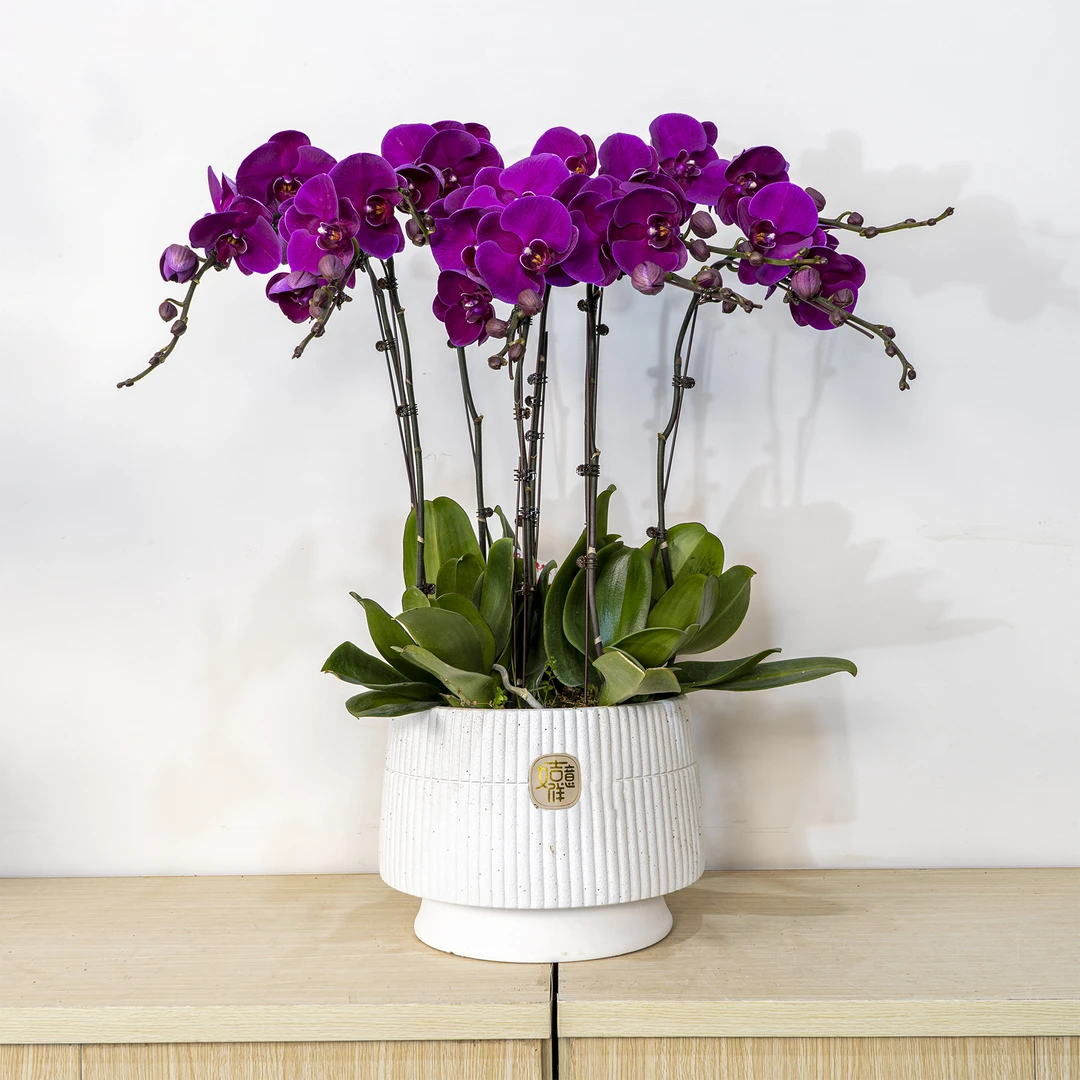 【蝴蝶兰-大辣椒】趣味美观客厅前台室内鲜花绿植蝴蝶兰盆栽