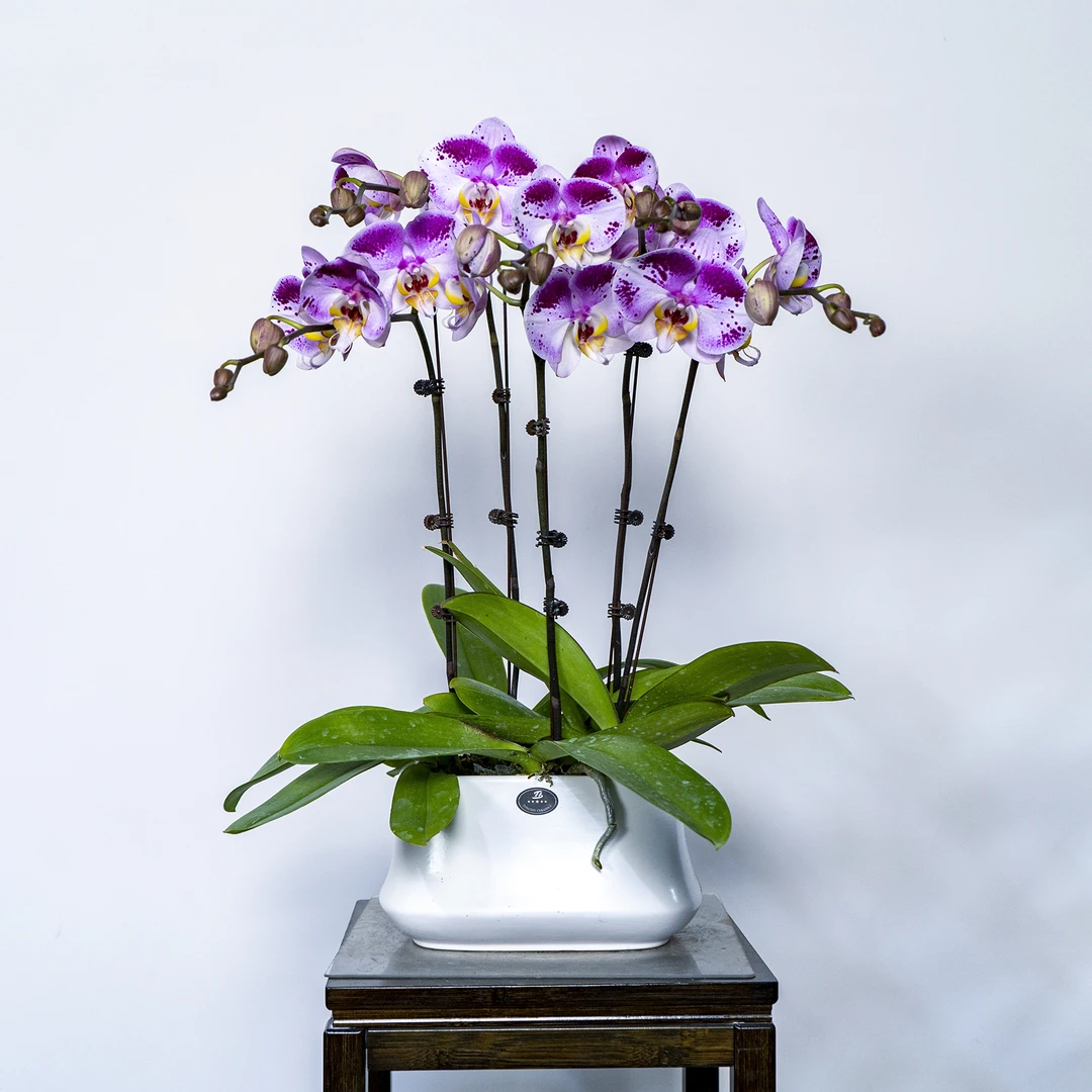 【蝴蝶兰 -远山芙蓉】趣味美观客厅前台办公室内鲜花绿植蝴蝶兰盆栽