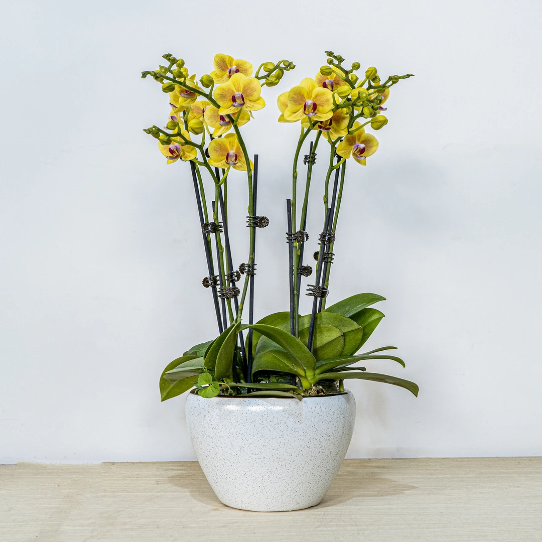 成进祥精选【蝴蝶兰-保格利】趣味美观客厅前台办公室蝴蝶兰盆栽