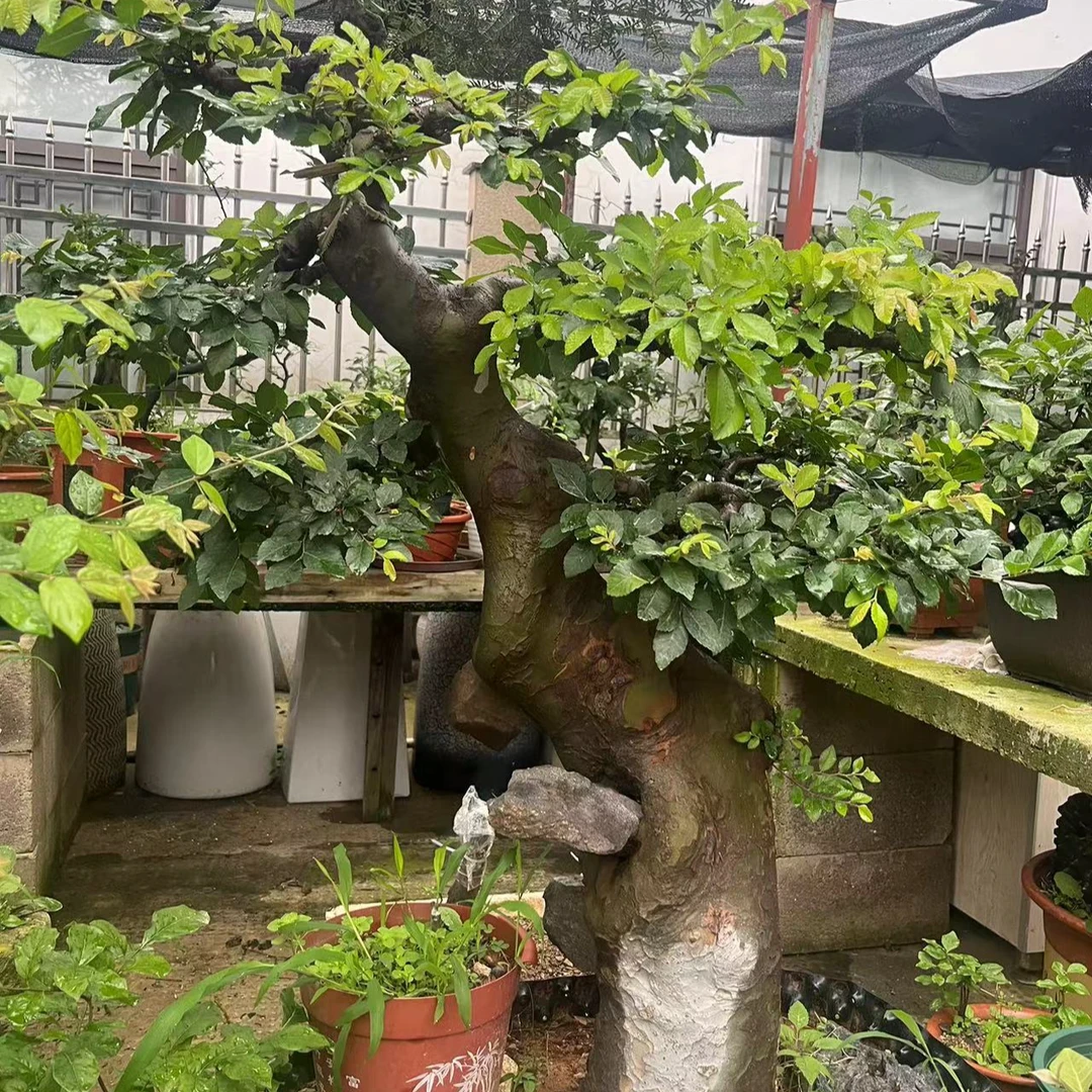 老鸦柿、映山红、金弹子