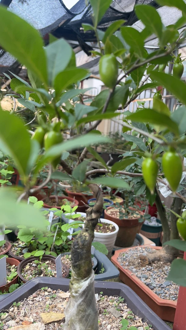 老丫柿，榆树，映山红。