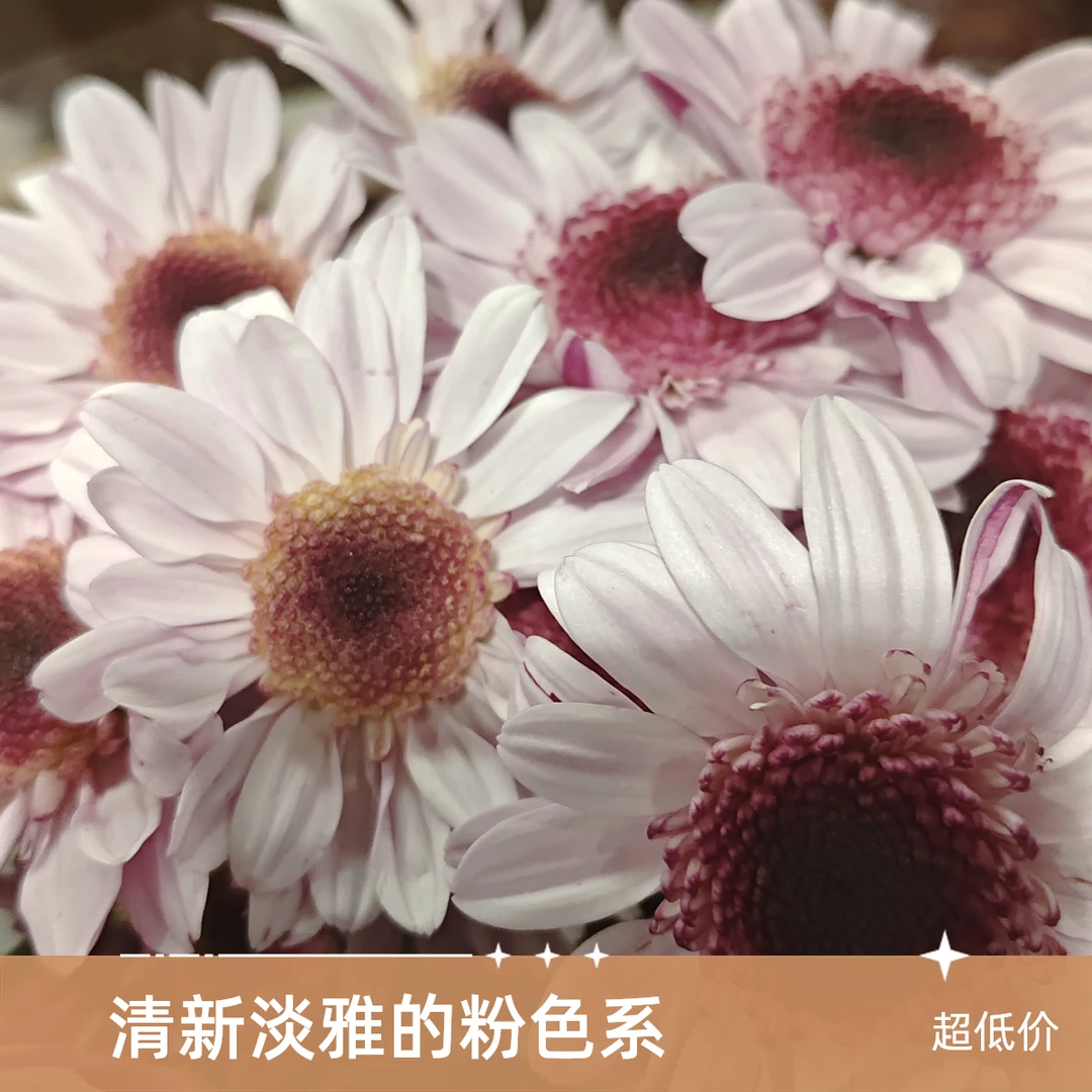 小雏菊生活鲜花瓶插花