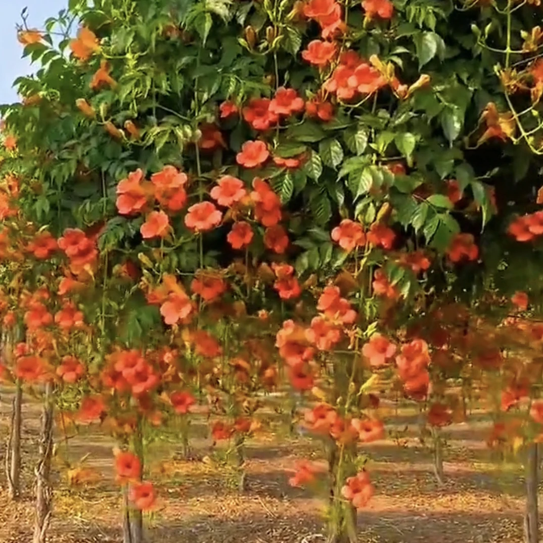 中华凌霄开花机器