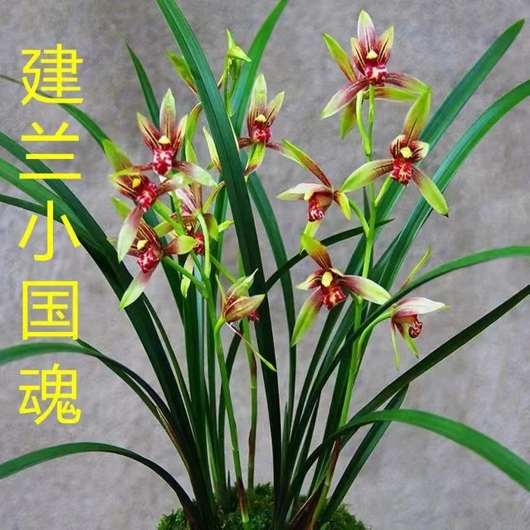 兰花苗 小国魂 建兰四季兰浓香型客厅室内阳台花卉盆栽绿植