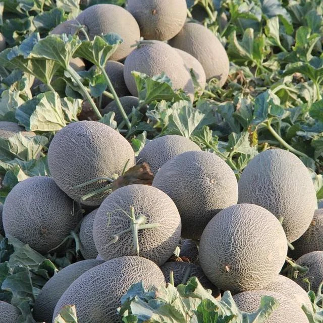 新疆伽师瓜哈密瓜（顺风包邮）