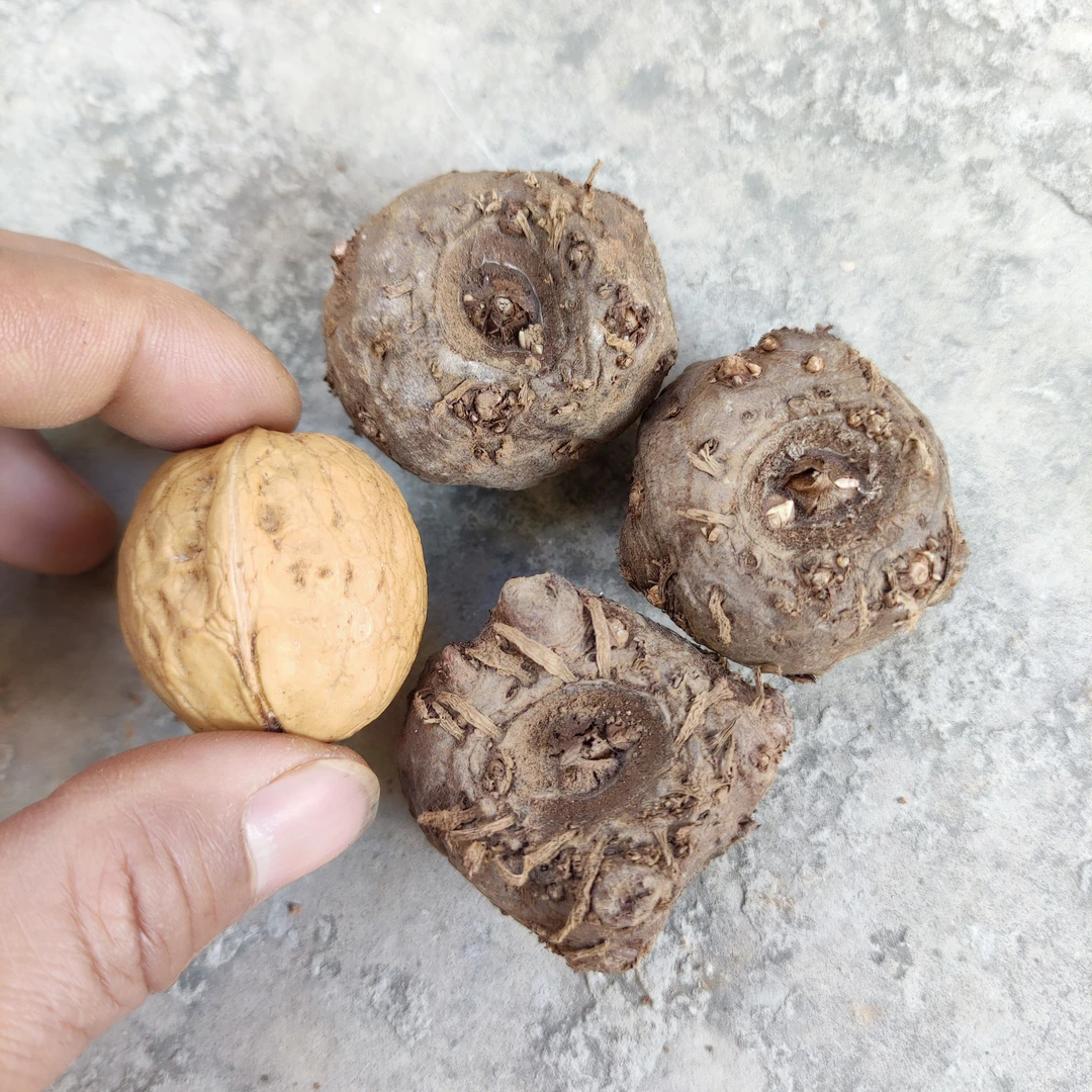 云南花魔芋种子基地培育一代种二代种出芽高成活高抗病强脱水消毒