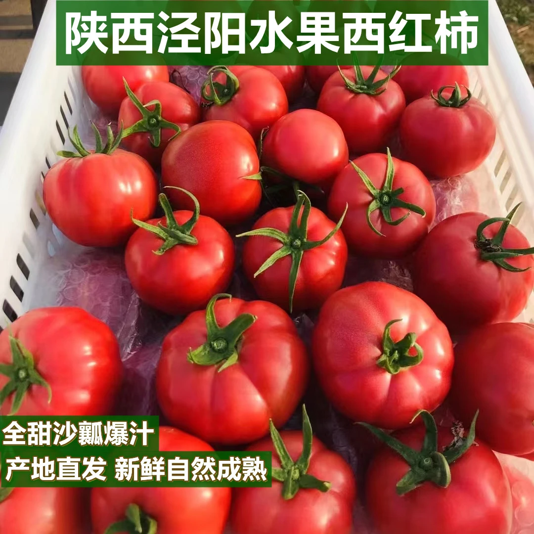 陕西泾阳普罗旺斯水果西红柿新鲜自然不催熟香甜爽口多汁产地直供