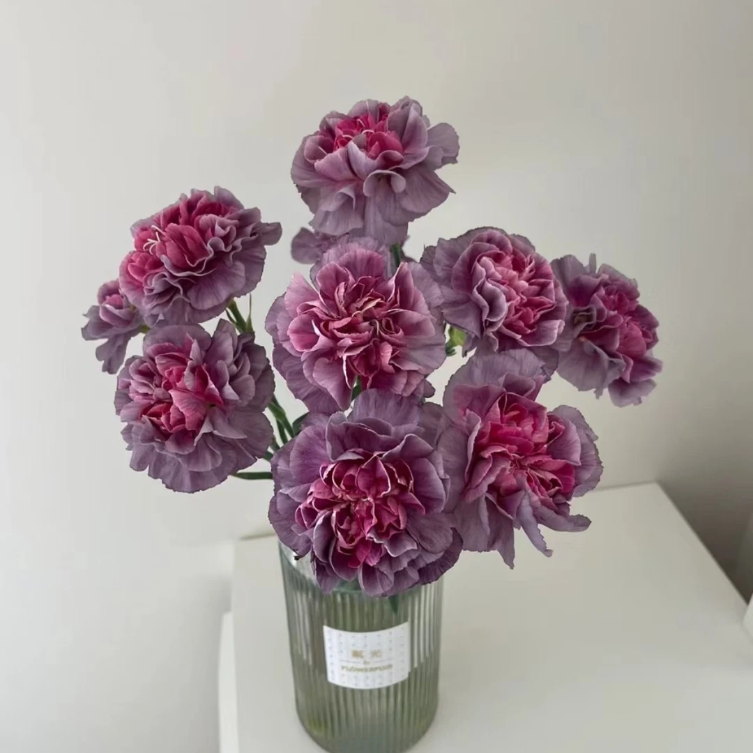 【沈阳桑野】野马单头康乃馨 同城配送 最快1-3小时送达