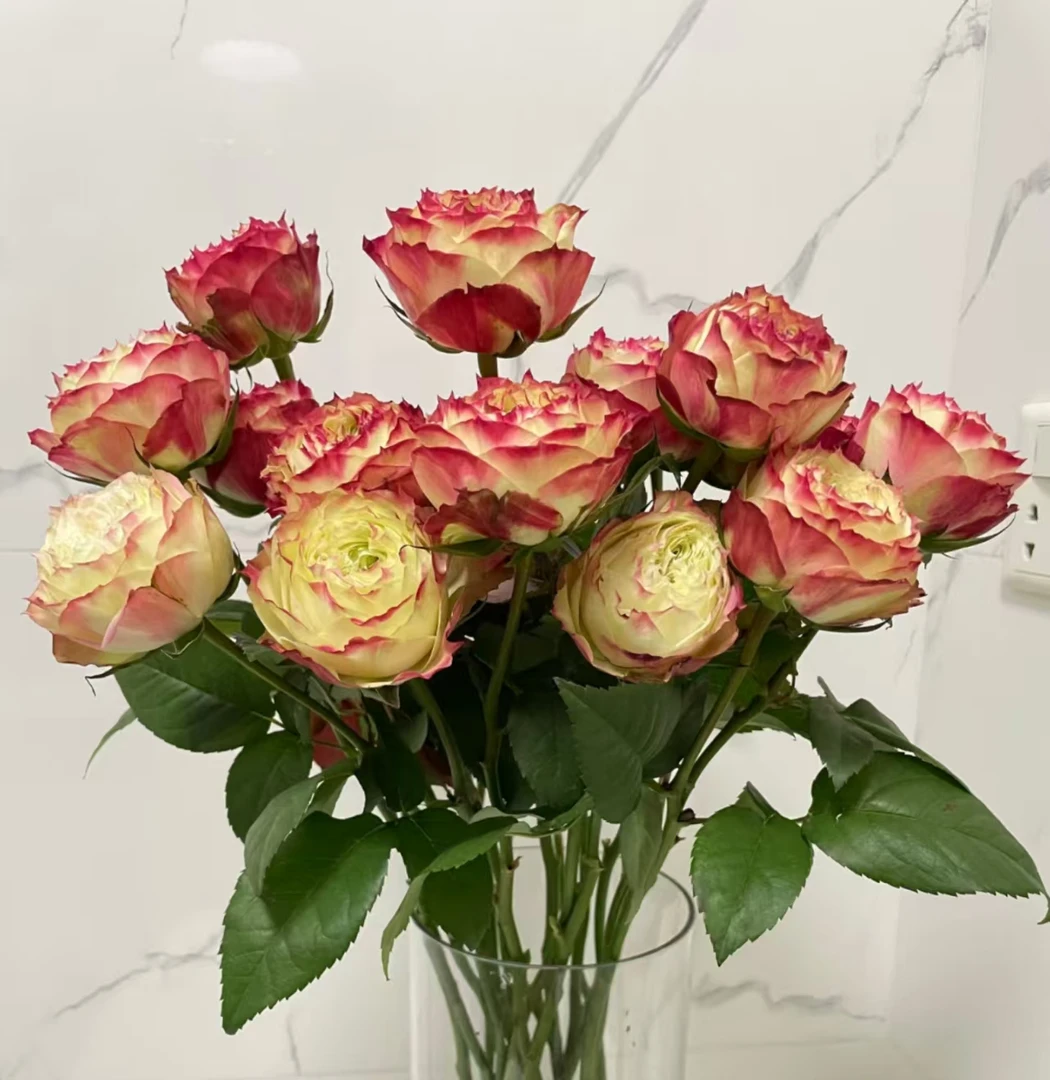 【沈阳桑野】苹果杰克单头玫瑰 同城配送最快1-3小时送达