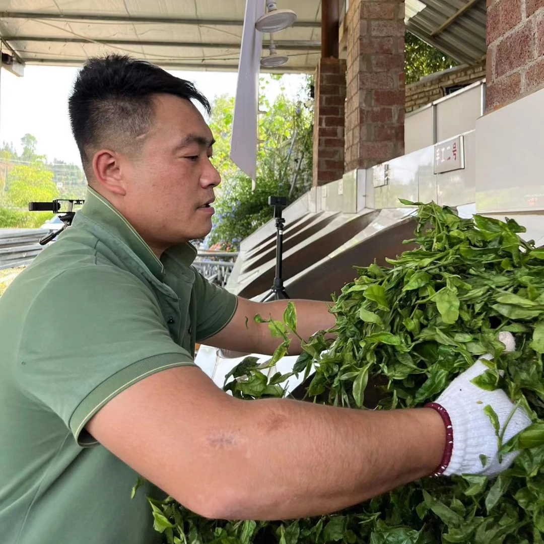 高端藏家下磨烈绿水塘古树挑采2023年头春生茶散茶纯手工制作花香