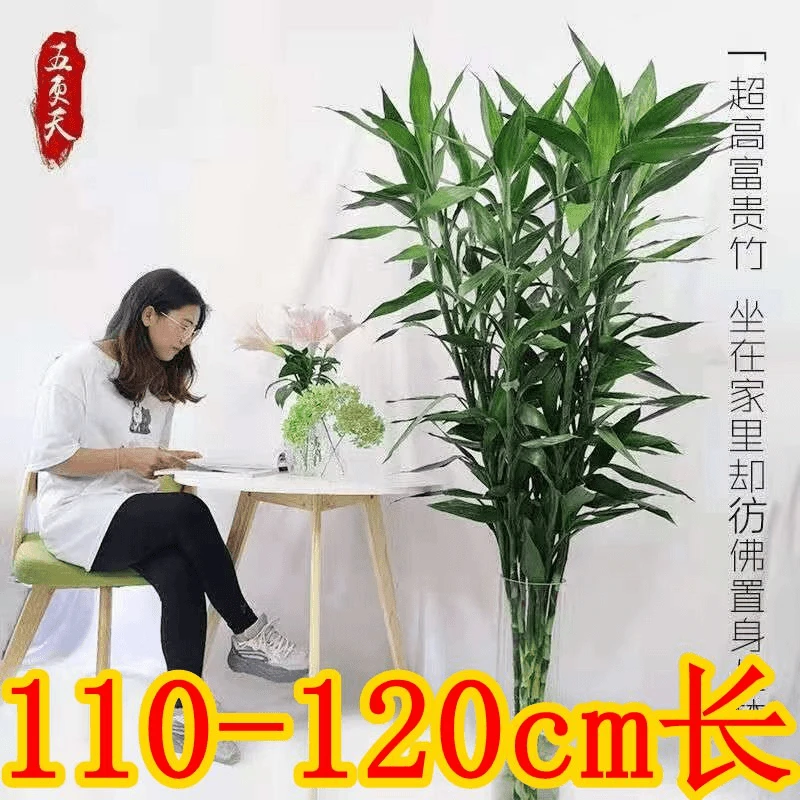 特大1.2米大竹富贵竹水培植物好养易活室内居家办公懒人植物根系