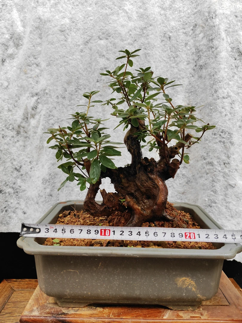 映山红 老桩 盆景素材