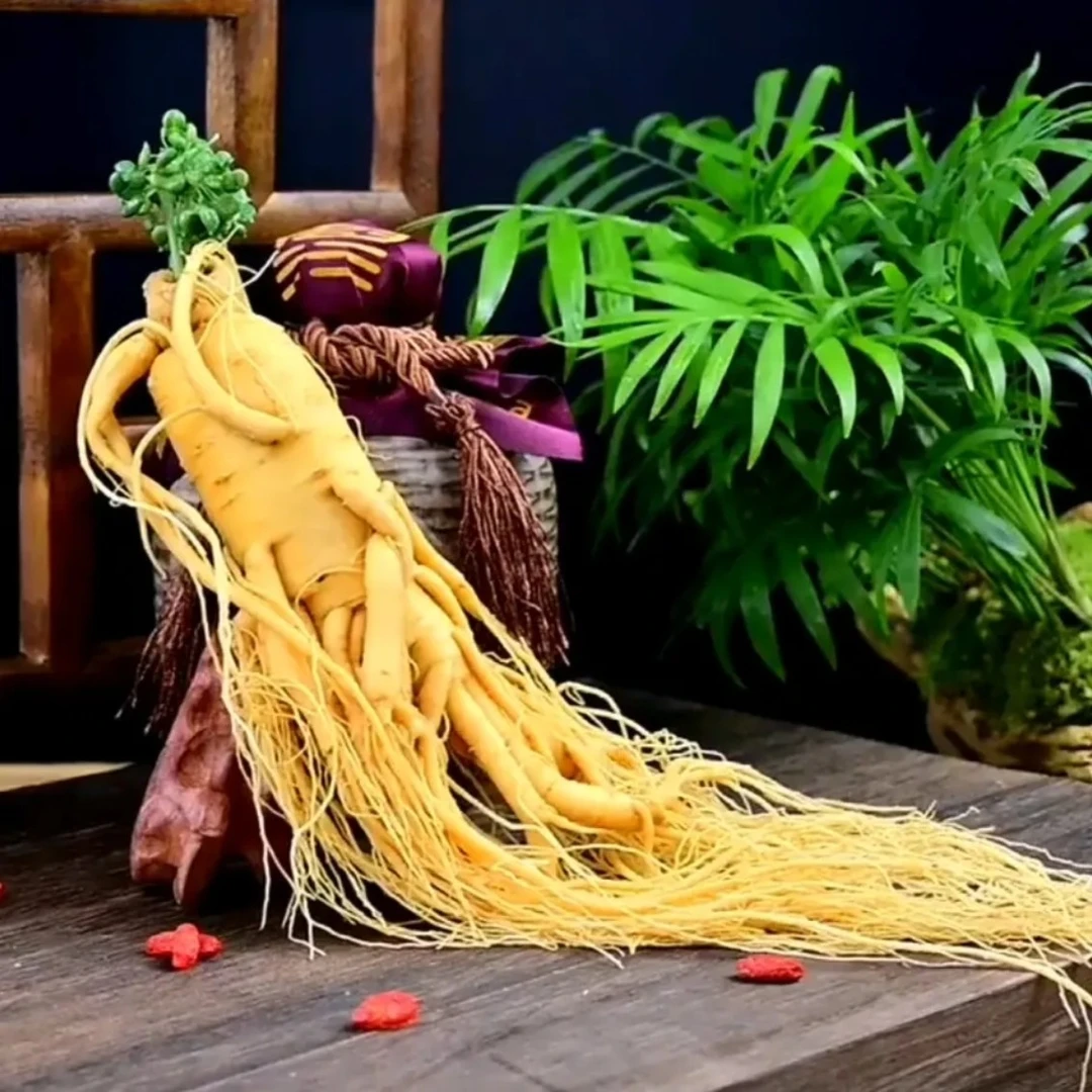 【长白山人参】鲜人参 泡酒参 原产地直发 整根食用 于鲤堂