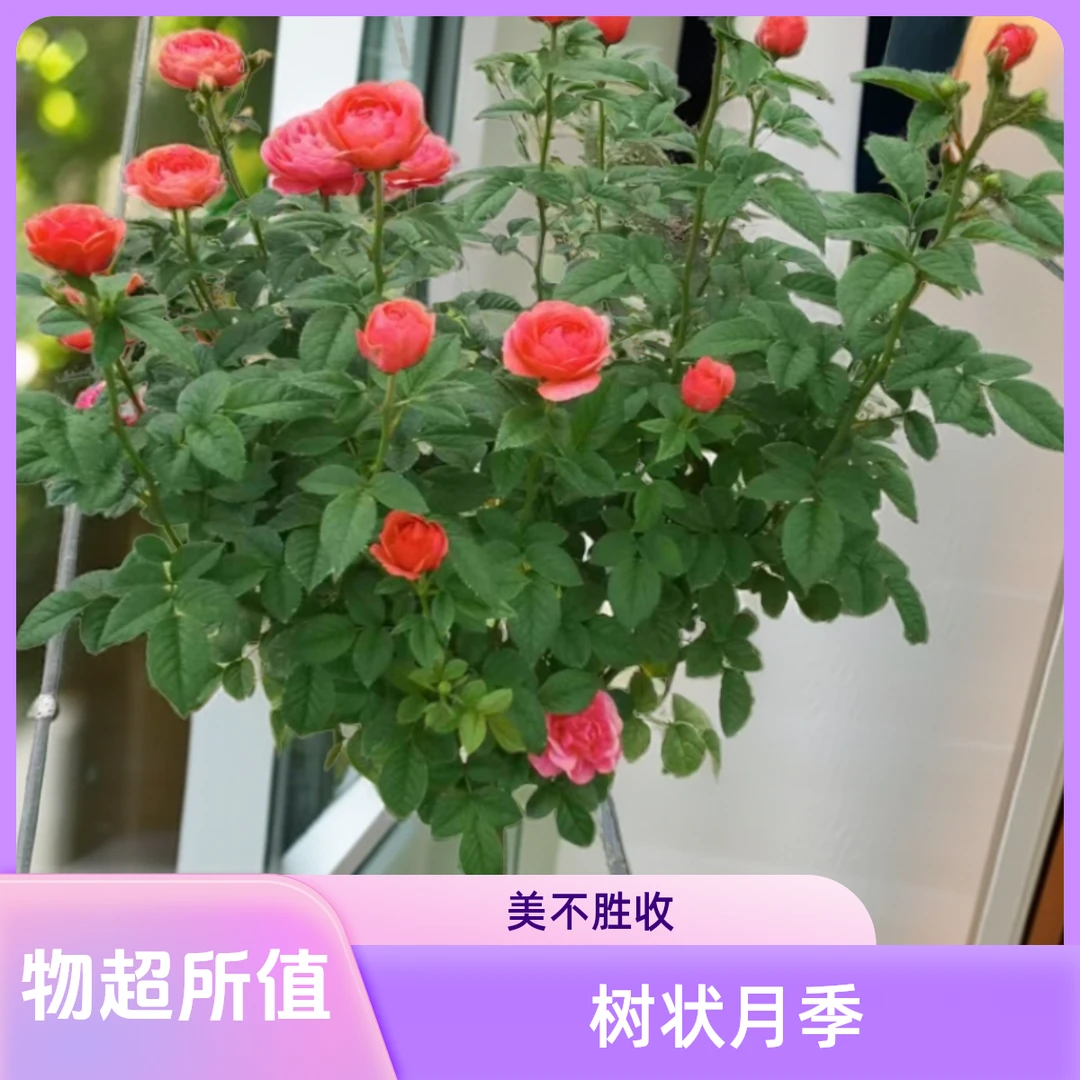 三生花卉 2加仑月季绝色果汁棒棒糖