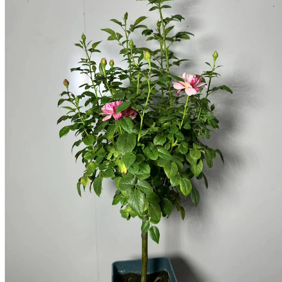 三生花卉 一加仑月季花棒棒糖果汁飞溅