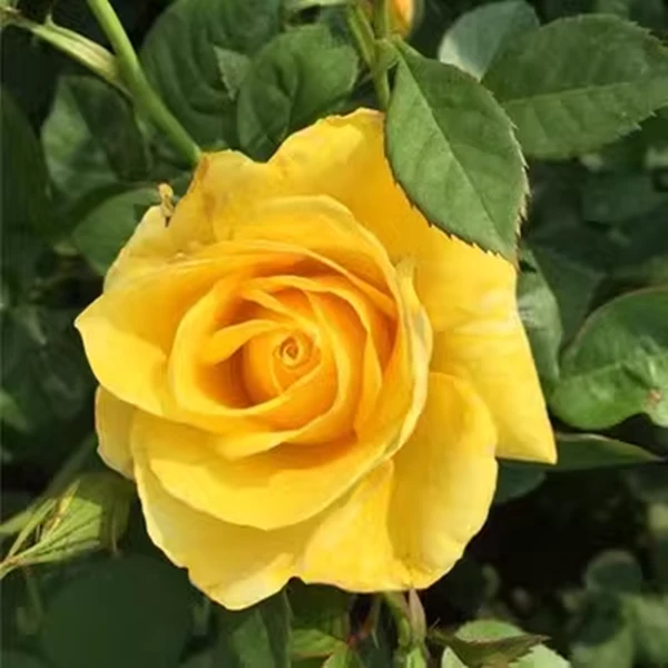 金凤凰 月季大花朵浓香多季观花植物阳台盆栽花卉