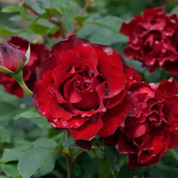 【4颗包邮】纪念芭芭拉月季多季开花耐热抗病勤花阳台庭院花卉