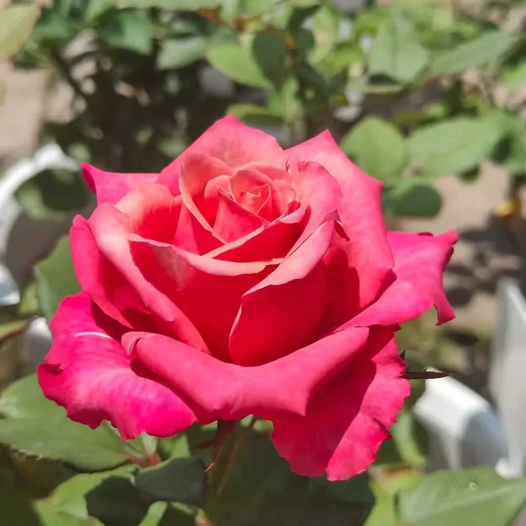 蓬皮肚  月季小苗 灌木大花 切花玫瑰直立勤花抗病多季