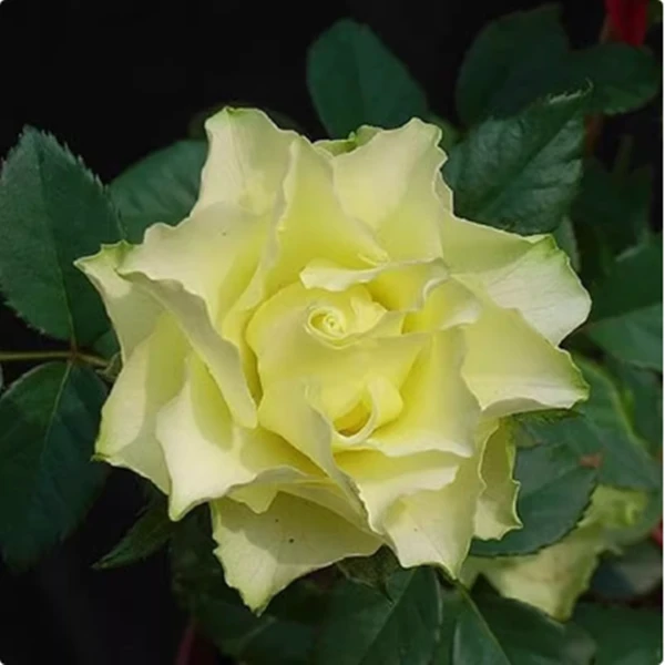 绿行星月季花苗大花浓香开花绿色多季盆栽花卉植物切花耐晒