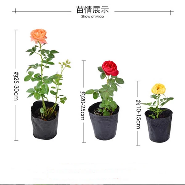 月季小苗3颗包邮爬藤月季阳台小杯苗灌木月季花苗浓香庭院多季
