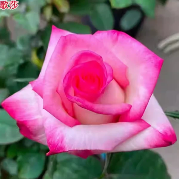 【歌莎】 厄瓜多尔  茶香切花 抗病  耐热  耐晒多季开花灌木