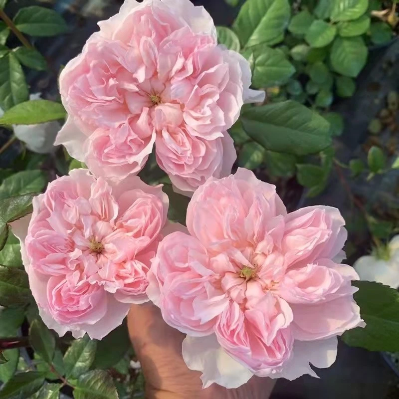 新品欧月 月季阳台盆栽 蝶之舞月季小苗