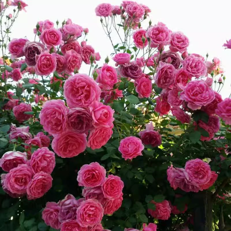 【3颗包邮】大游行藤本月季阳台庭院拱门爬藤花卉大花多季