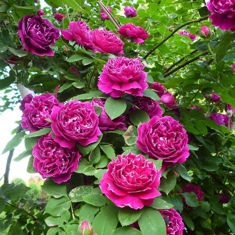 牙签迷你杯月季爬藤紫袍玉带原盆原土